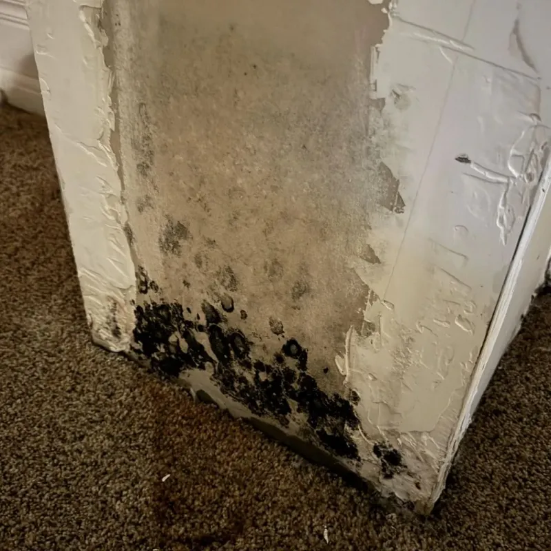 Professional Mold Removal in West Greenwich, RI
